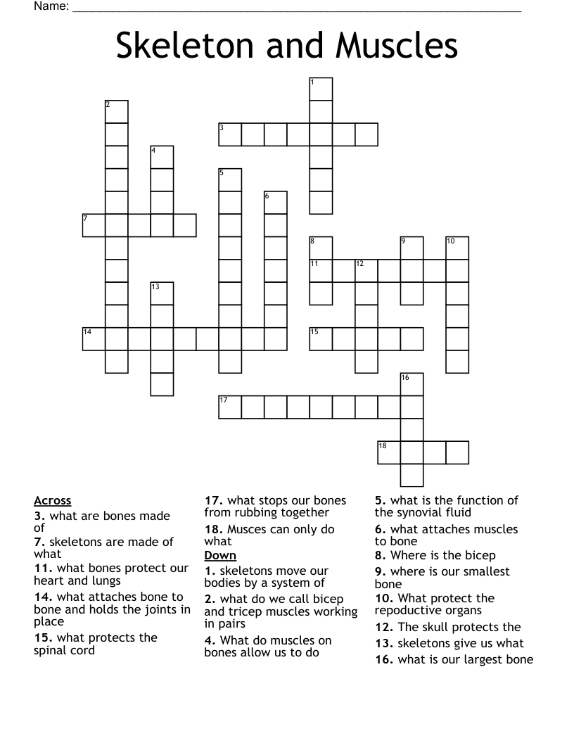 Skeleton and Muscles