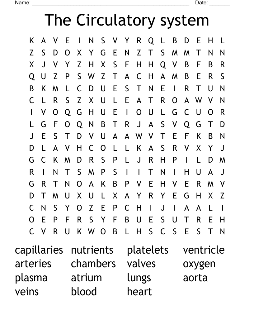 The Circulatory System Word Search WordMint
