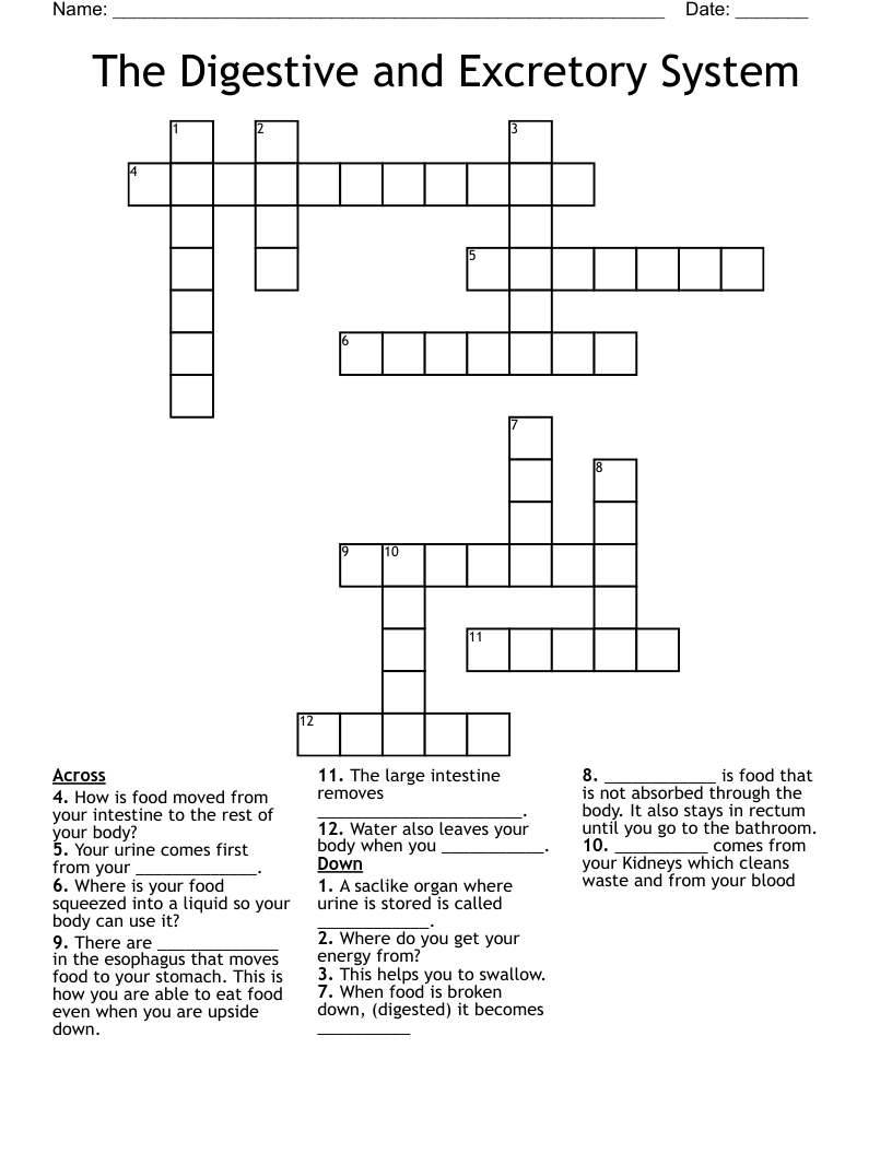 The Digestive and Excretory System Crossword
