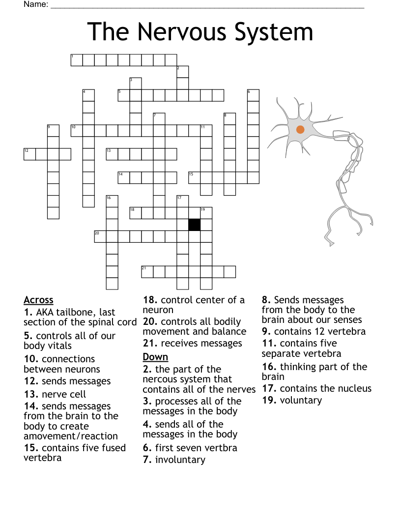 Nerve Cell Parts Crossword Waltery Learning Solution For Student
