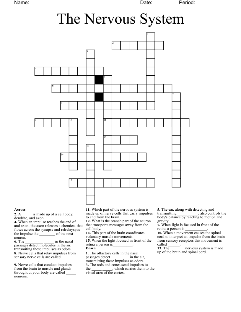 The Nervous System Crossword WordMint