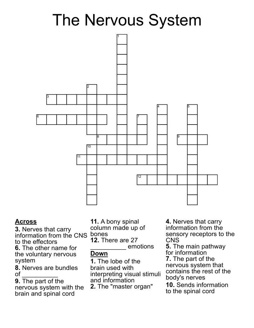 The Nervous System Crossword WordMint