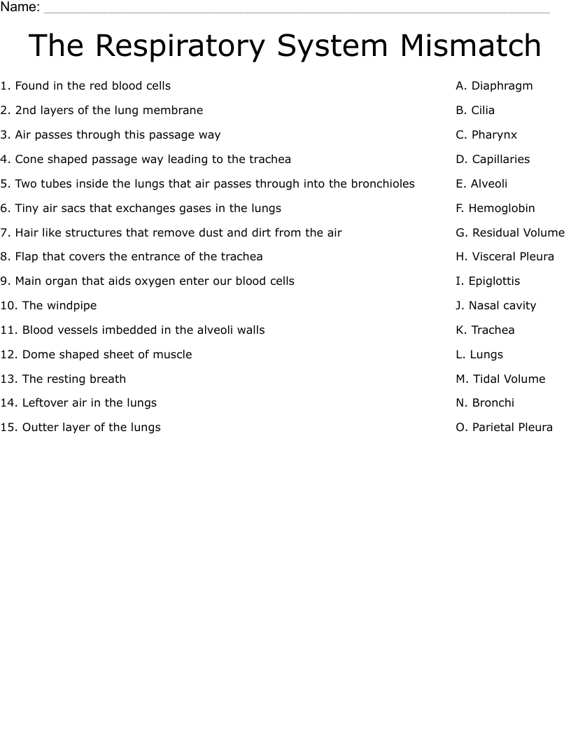 The Respiratory System Mismatch Worksheet WordMint