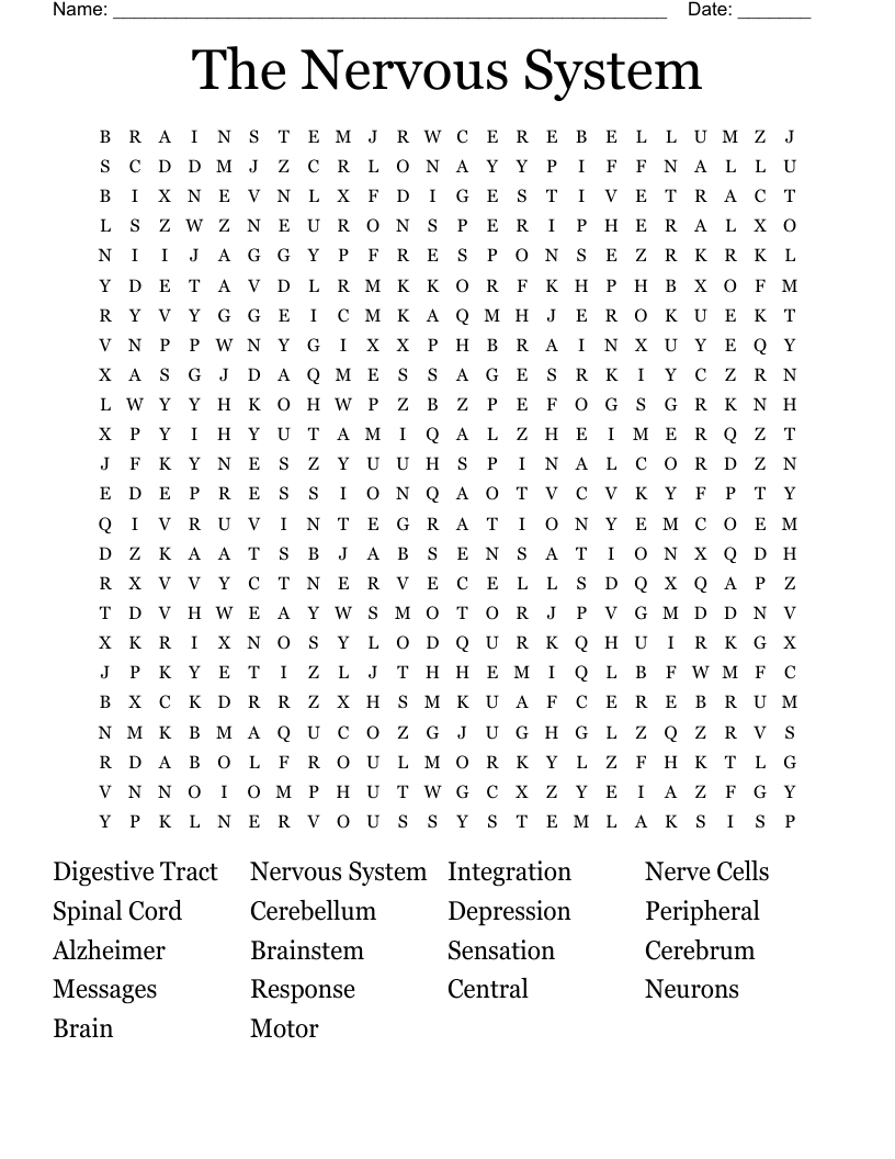  The Nervous System  Word Search