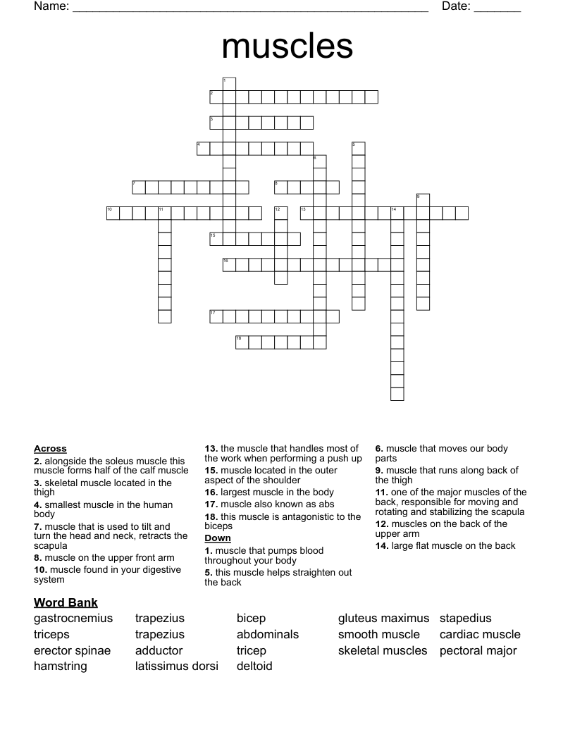 Muscles Word Search WordMint